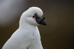 Black-Faced Sheathbill photo 3