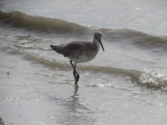 Tringa semipalmata semipalmata