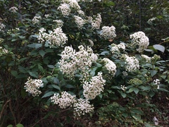 Ageratina ligustrina