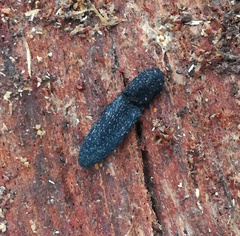 Lacon punctatus