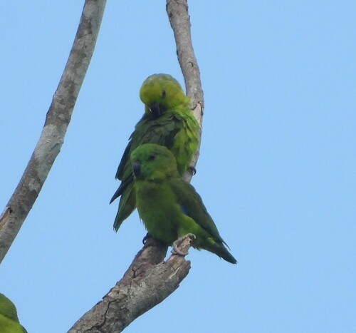 Dusky-billed Parrotlet (Forpus modestus), photo 2