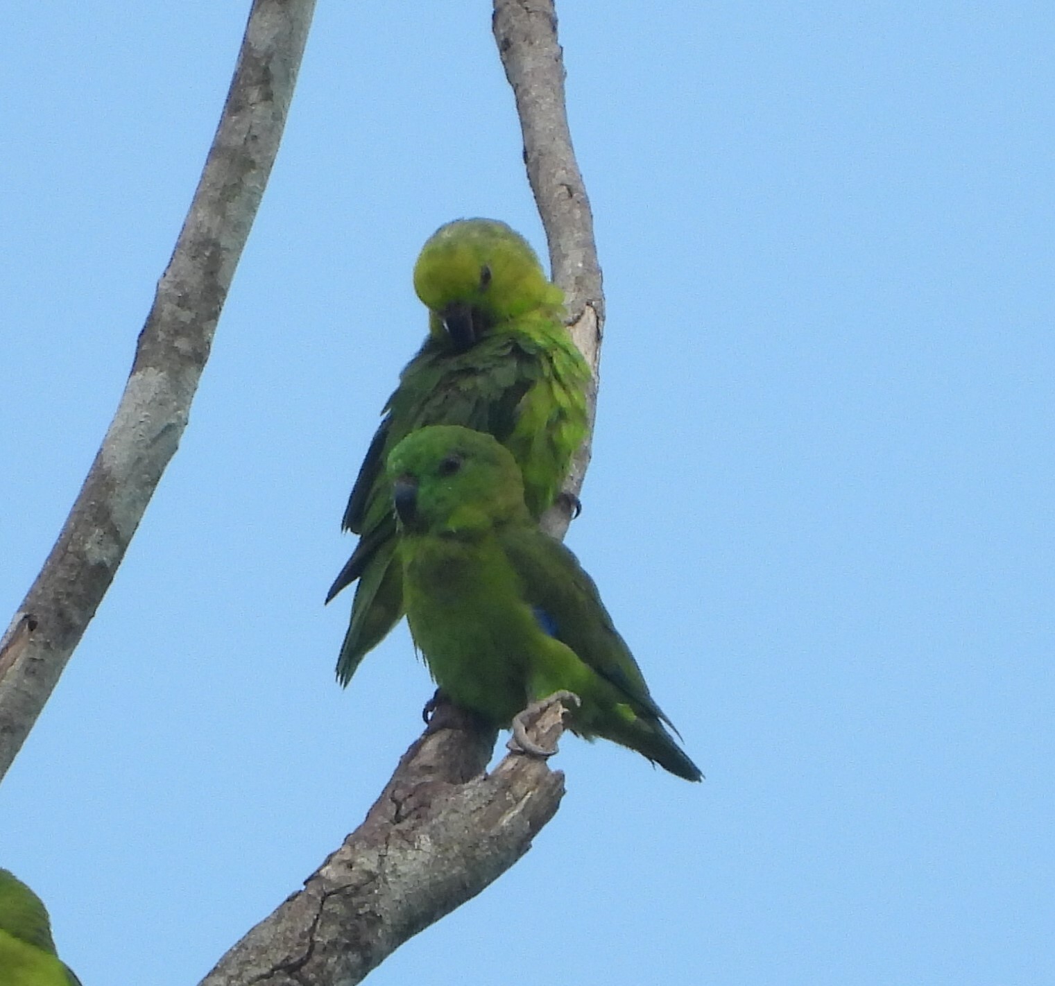 Dusky-billed Parrotlet (Forpus modestus), photo 2