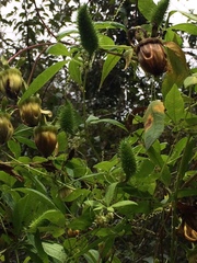 Cyclanthera integrifoliola