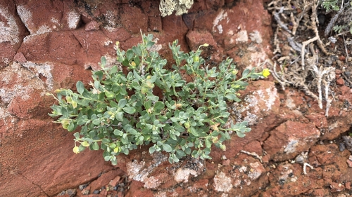 Helianthemum canariense, photograph 5