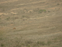 Vulpes vulpes barbara