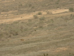 Vulpes vulpes barbara