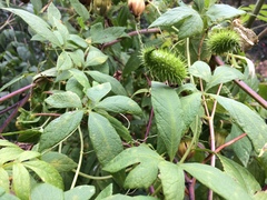 Cyclanthera integrifoliola