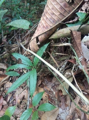 Dipsas palmeri