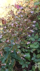 Echium strictum, photograph author not stated, no rights reserved