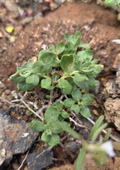 Canary Rock-rose (Helianthemum canariense)