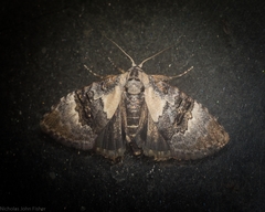 Acatapaustus leucospila