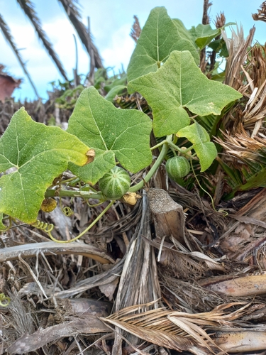 Bryonia verrucosa, photograph 6
