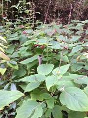 Salvia tubifera