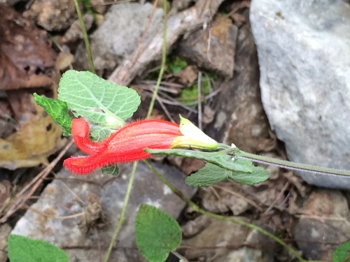 Image of Salvia disjuncta by (c) Neptalí Ramírez Marcial, some rights reserved (CC BY)