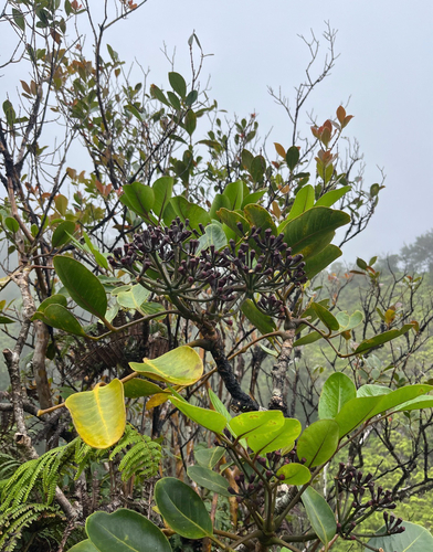 Polyscias oahuensis observed 2026-03-03