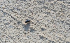 Gondwanocrypticus platensis