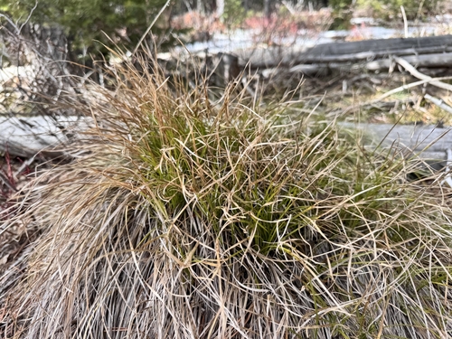 Geyer's sedge (Carex geyeri)