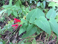 Salvia holwayi