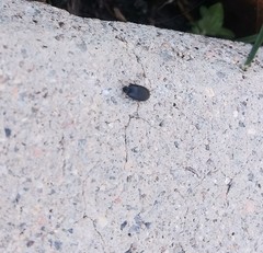 Gondwanocrypticus platensis