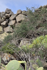Hawaiian Asparagus Fern (Asparagus nesiotes)