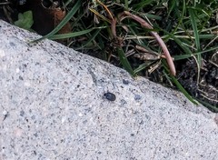 Gondwanocrypticus platensis