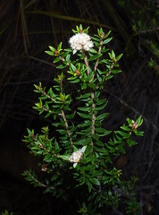 (c) Lachlan Copeland, some rights reserved (CC BY-SA) Spyridium scortechinii, photograph (c) Lachlan Copeland, some rights reserved (CC BY-SA)