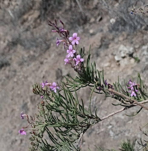Campylanthus salsoloides, photograph 2