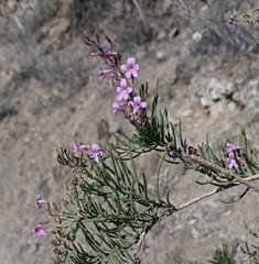 Campylanthus salsoloides, photograph author not stated, no rights reserved