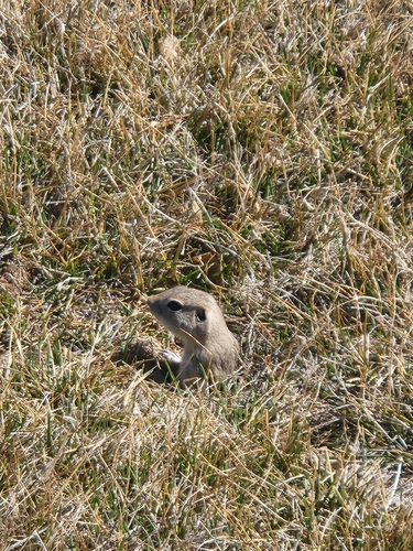 Piute Ground Squirrel observed by kalont