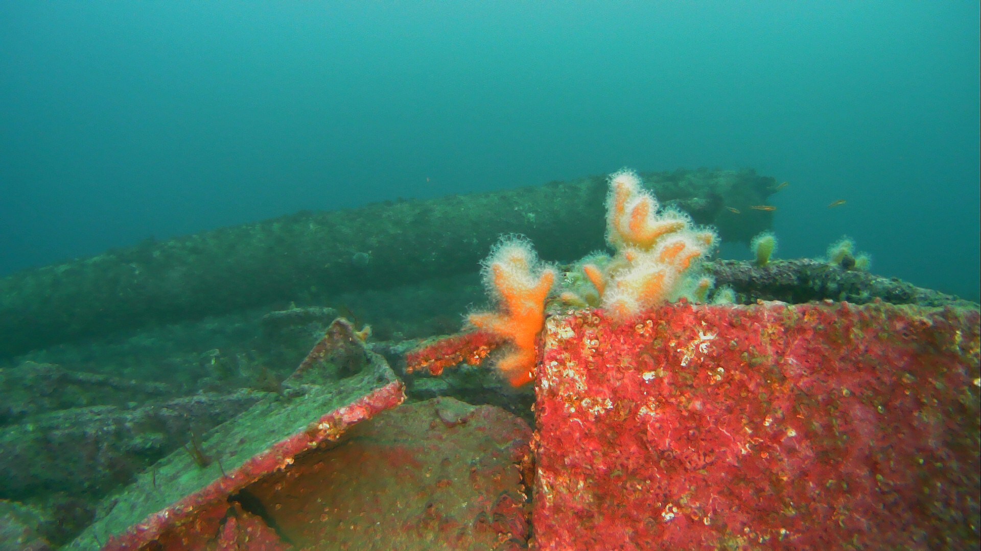 Alcyonium digitatum Linnaeus, 1758