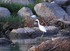 Egretta garzetta