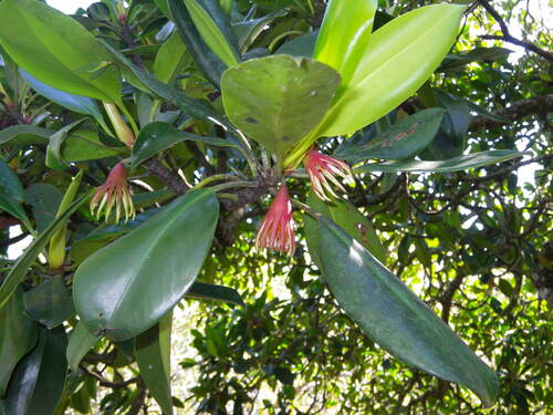 orange mangrove (Bruguiera gymnorhiza)