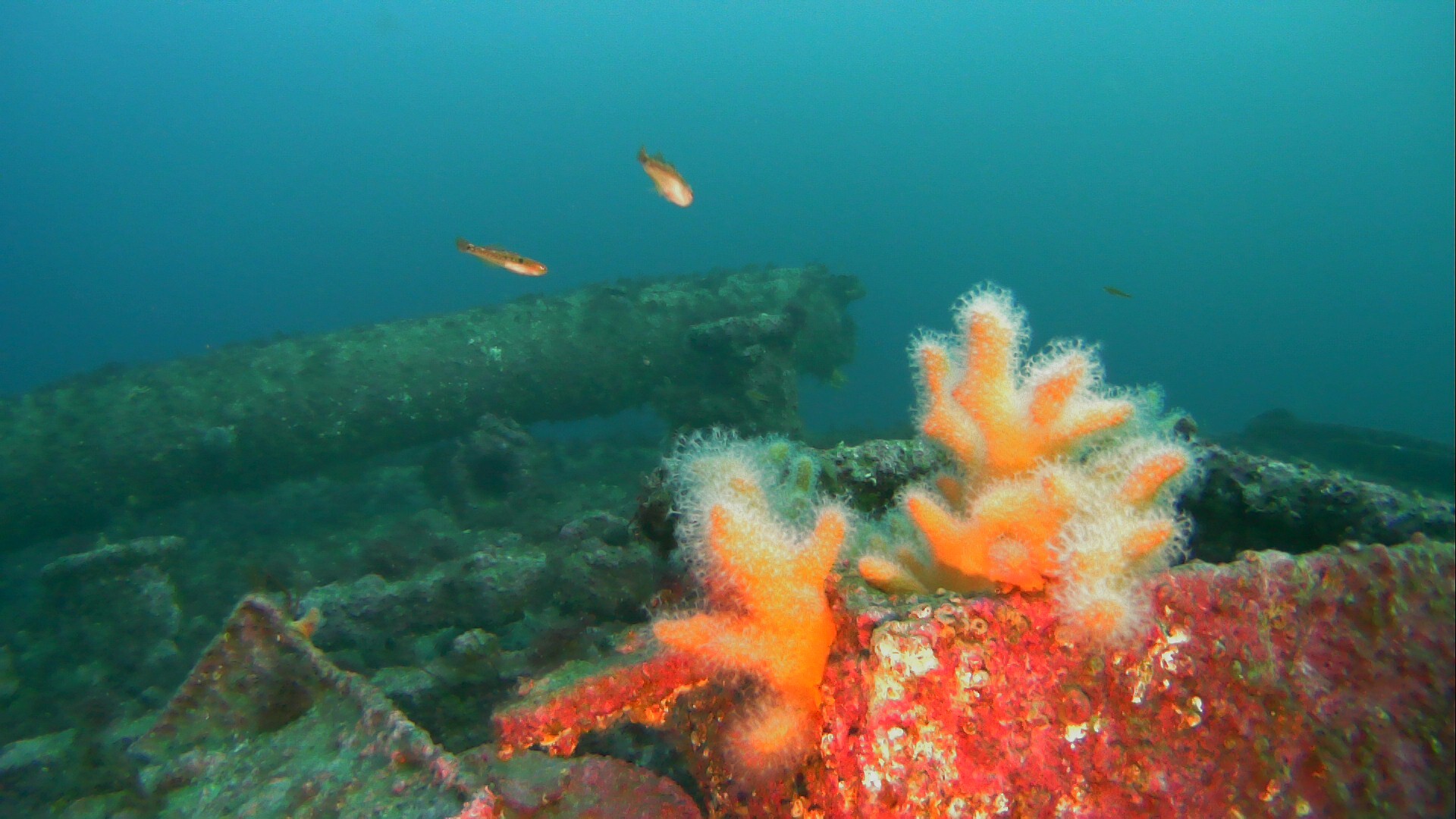 Alcyonium digitatum Linnaeus, 1758