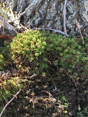 Atrichum
