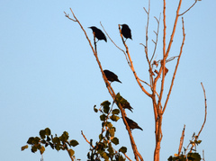 Sturnus unicolor
