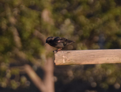 Sturnus unicolor