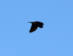 Corvus monedula