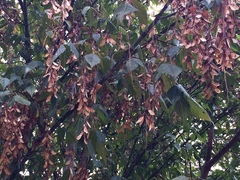 Acer negundo mexicanum