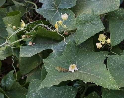 Bryonia verrucosa, photograph 4