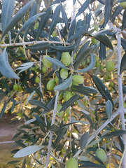 Olea europaea