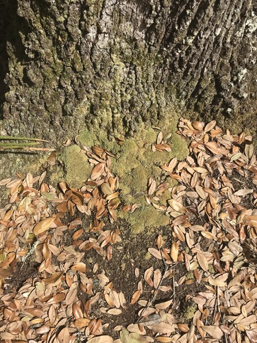 (linked from Leucobryum albidum) Dicranaceae image