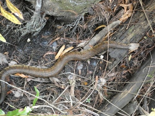 Florida Cottonmouth