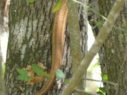 Eastern Ratsnake