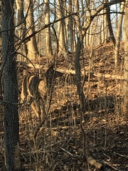 Odocoileus virginianus