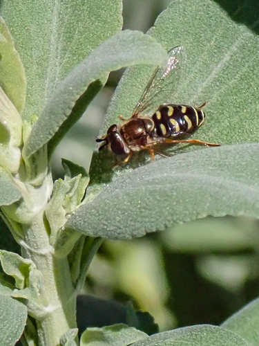 Unknown species found near Lake Murray, San Diego, CA, USA