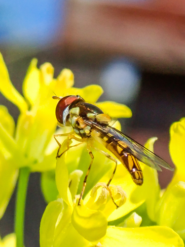 Unknown species found near Lake Murray, San Diego, CA, USA