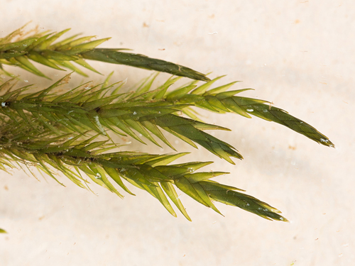 Fontinalis squamosa observed 2026-03-04
