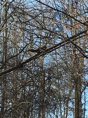 Sciurus carolinensis