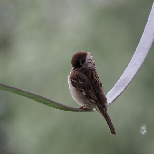 Poljski vrabac (Passer montanus)