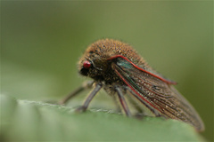 Metcalfiella erecta